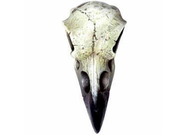 Crâne Reliquary Raven en Résine