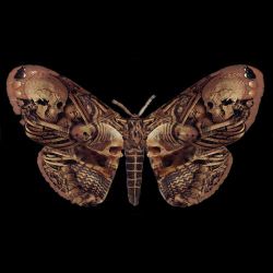 T-Shirt 'Sepulchre Moth' Noir