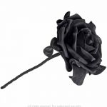 Single Black Rose with Stem